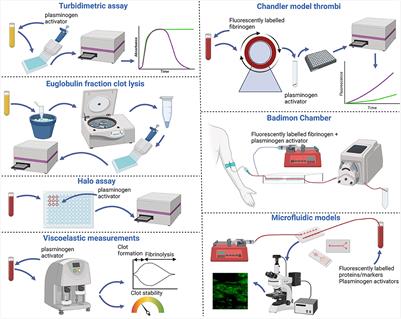 “Going with the flow” in modeling fibrinolysis